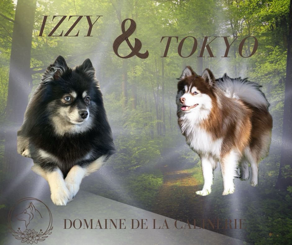 FEVRIER 2024 : IZZY et TOKYO